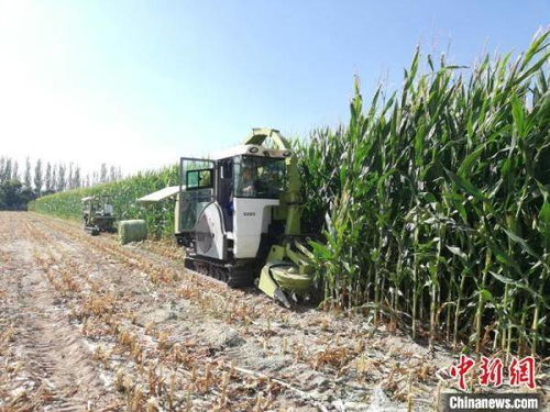 甘肅飼草裝備產(chǎn)業(yè)化提速，飼料生產(chǎn)邁向智能化新階段